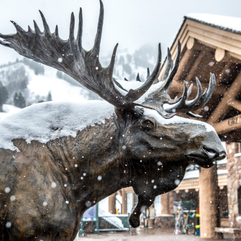 snowbasin-moose-image