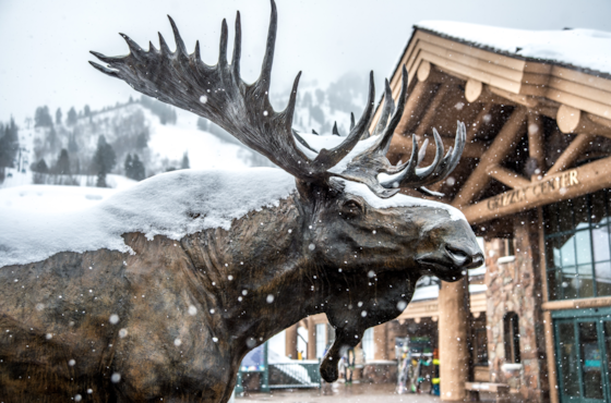 snowbasin-moose-image
