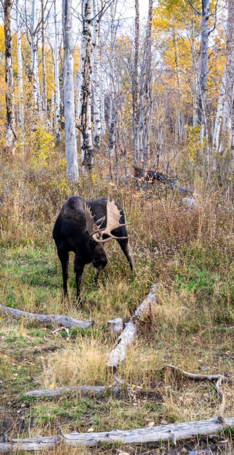 moose-fall